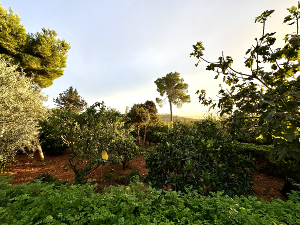 3216 Terreno agricola